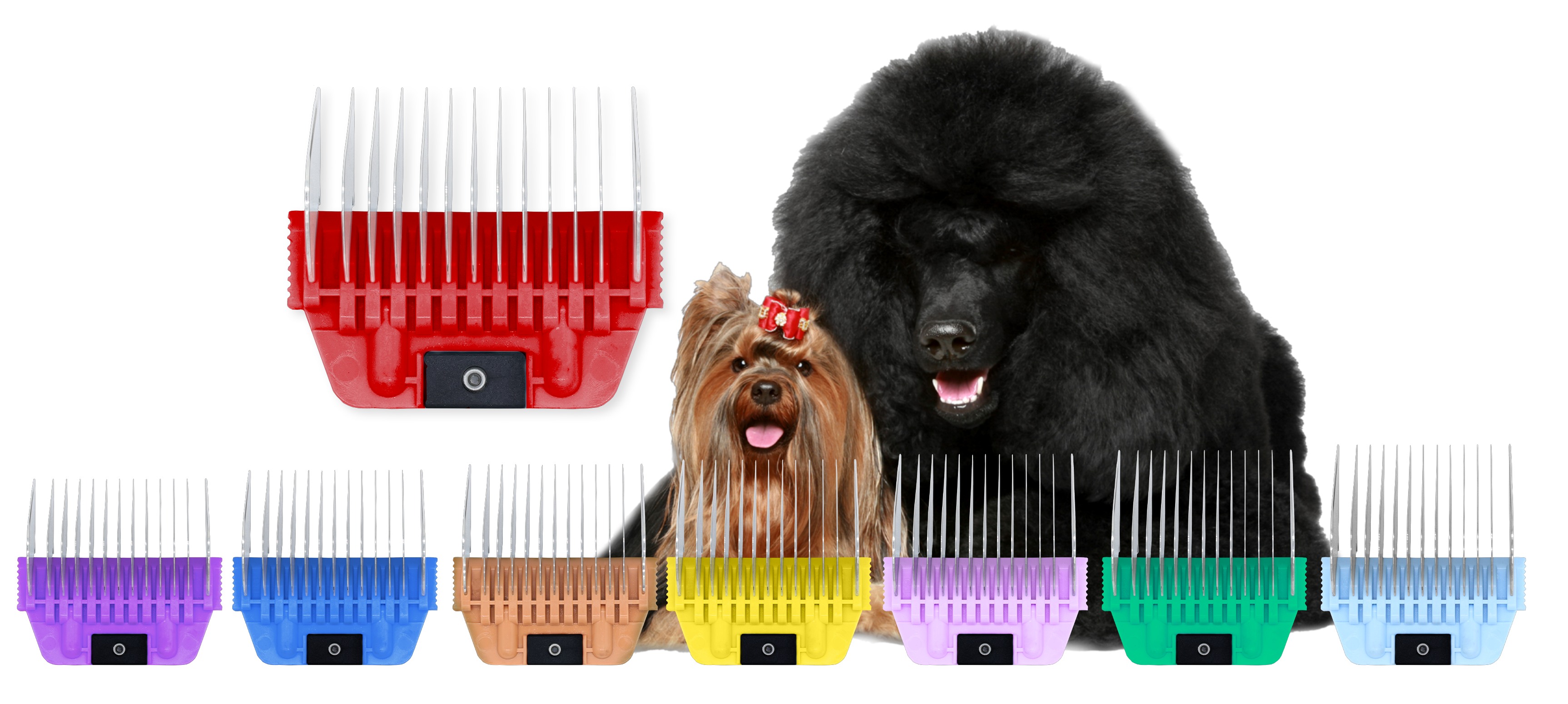all combs with 2 dogs